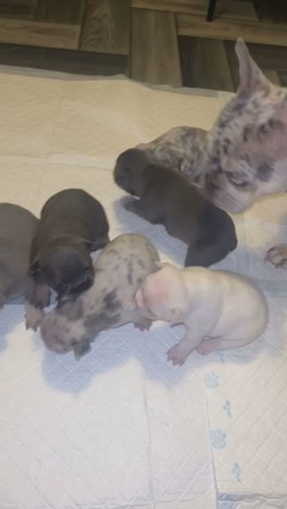 Frenchie Puppies in Nottingham