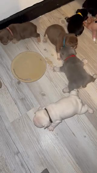 French Bulldog Puppies in Birmingham