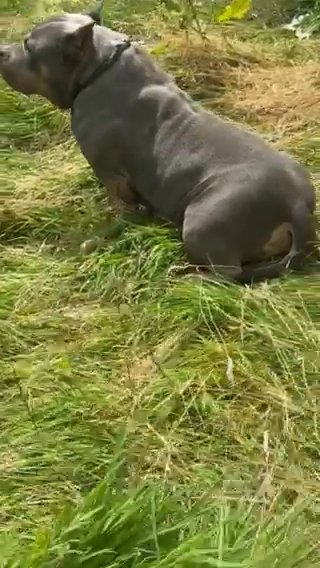 Blue Tri Pocket Female? in Rhondda Cynon Taf