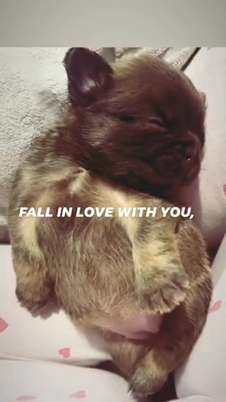 KC REG FLUFFY FRENCHIE GILR DISNEY SOLD in Swansea
