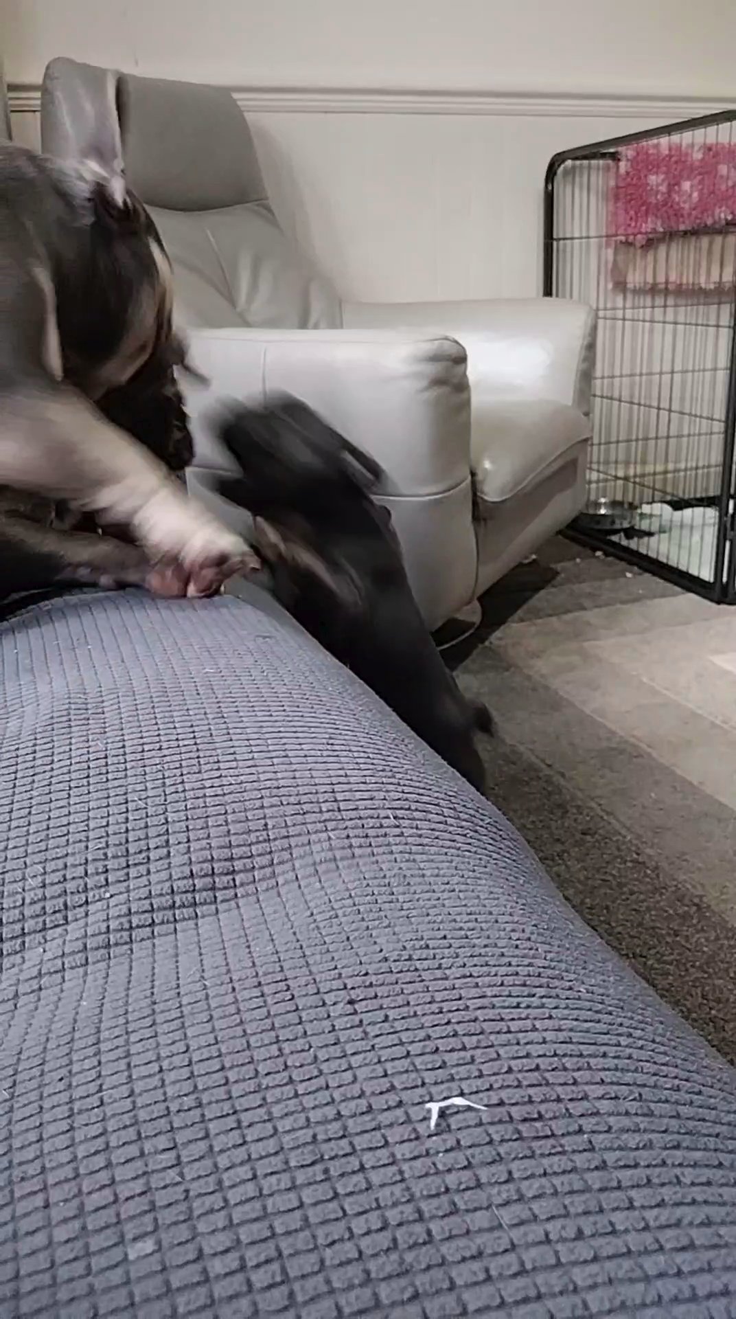 Quality French Bulldog Puppys in West Lancashire