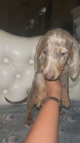 Miniature dachshund Isabella dapple? in Kent