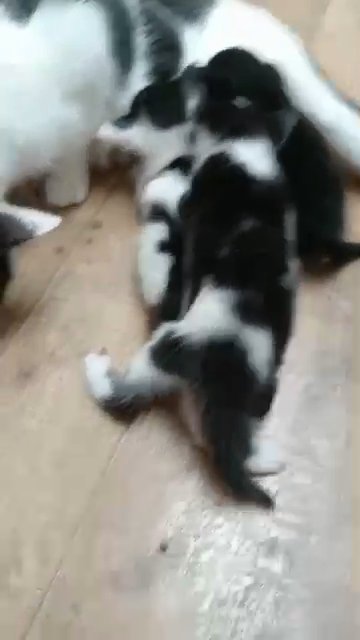 Kittens in London