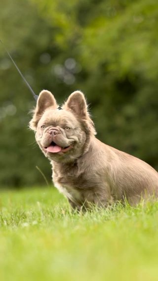 French Bulldog in London