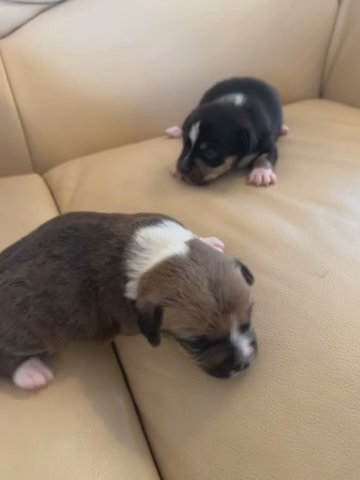 Jack Russell puppies in Gravesham