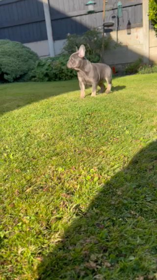 French Bulldog in Liverpool