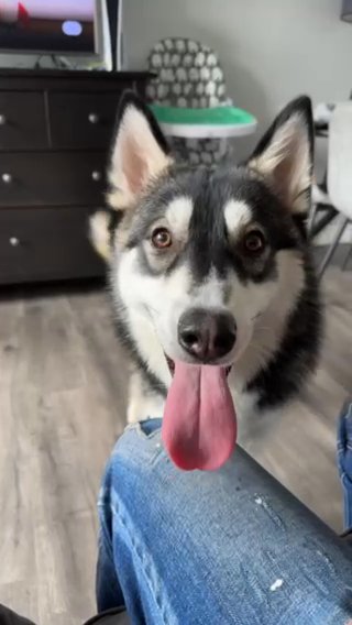 Rehoming Siberian Husky in London