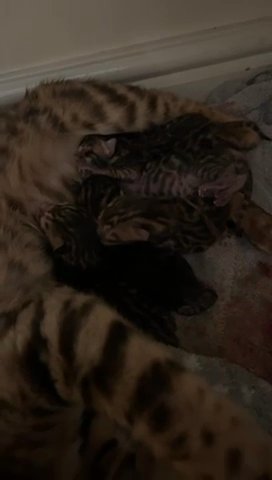 TICA Bengal Kittens in Spelthorne