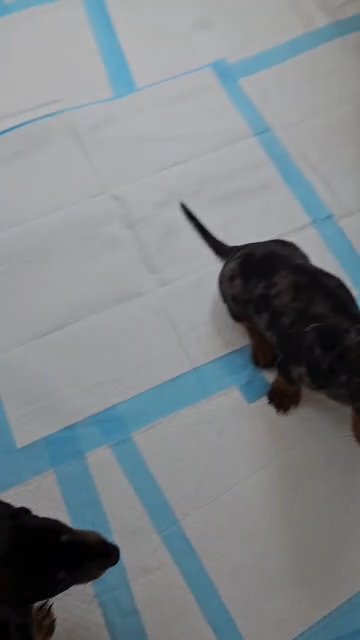 Gorgeous KC Miniature Dachshund Ready to leave now in Waltham Forest