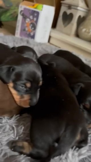 Daxie-dobey Puppys in Chester