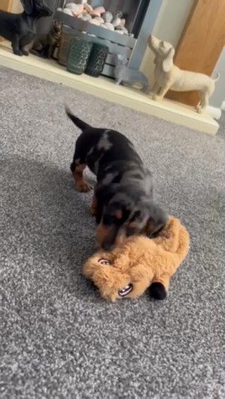 KC Miniature Dachshund in Mansfield