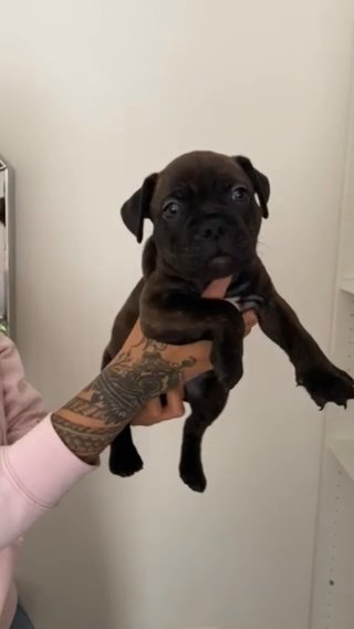 Frenchie X Bully in Liverpool