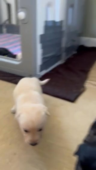 Husky X Labrador Puppys in Colchester
