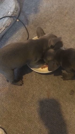 French Bulldog in Chester