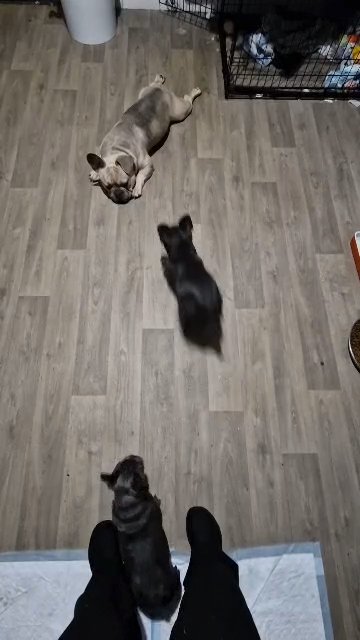 french bulldog (freddy) in Coventry