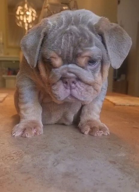Mr Muscle x Willow English bulldog in Leeds