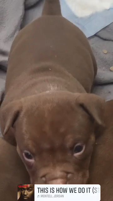 AMERICAN BULLY POCKET ABKC in Blackburn with Darwen