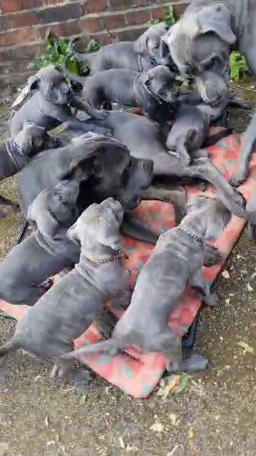 Pure Breed Cane Corso in London