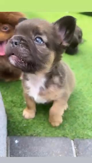 FLUFFY FRENCHIES KC REG in Swansea