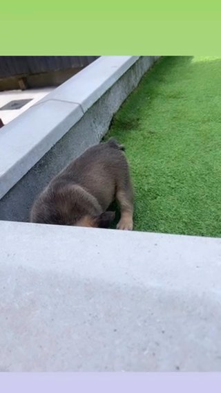FLUFFY FRENCHIE KC REG BUZZ BOY in Swansea
