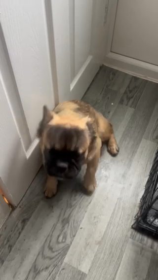Fluffy Frenchbulldog Male in Sunderland