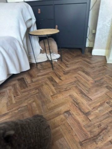 CHOW CHOW Puppies in North Yorkshire