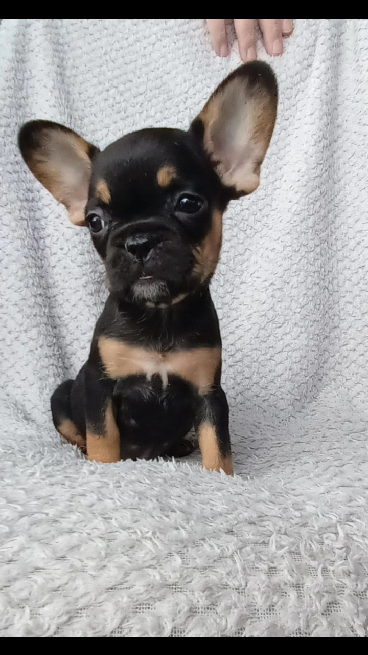 beautiful black and tan / merle frenchies in London