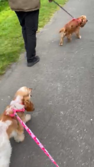 Cocker Spaniel in Colchester