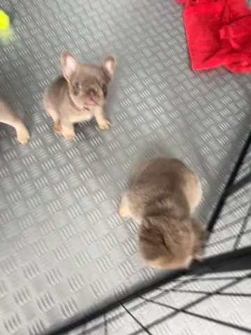 FLUFFY FRENCHIES - NEW SHADE ISABELLA - PINK in Manchester