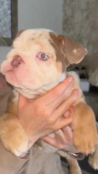 Beautiful English bulldogs in Kent