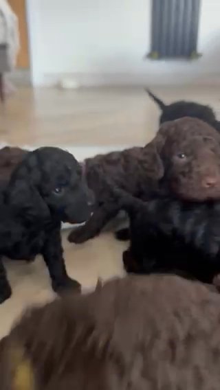 F2 Cockapoo Boys in Chesterfield