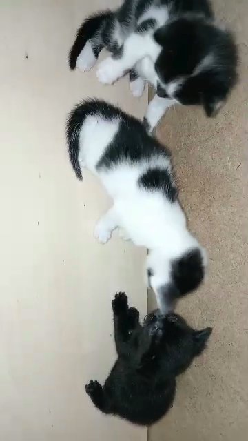 Domestic short haired cats in London