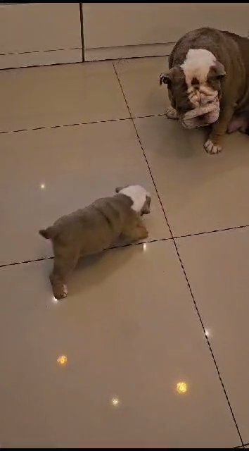 outstanding English Bulldog pups in Redditch