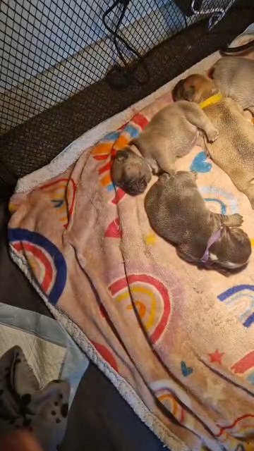 2 boys left,french bulldogs in Newcastle upon Tyne