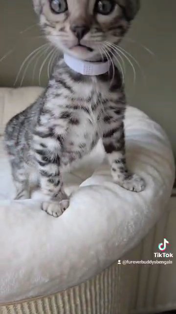 gorgeous Silver Rosetted TICA Registered Bengal Girl in Cheshire East