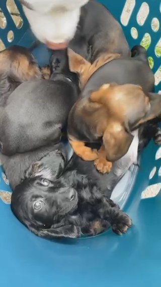 Dwkc Reg  Miniature Dachshund in Birmingham