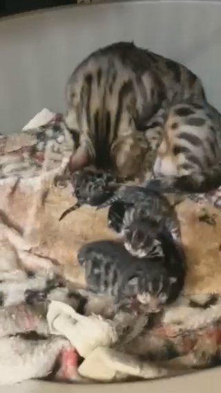 Stunning Bengal Kittens in Bromley