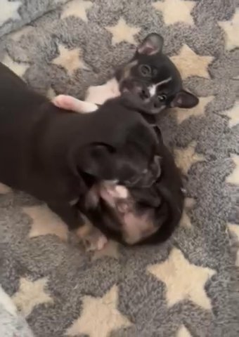 Boy chihuahua Pup in London