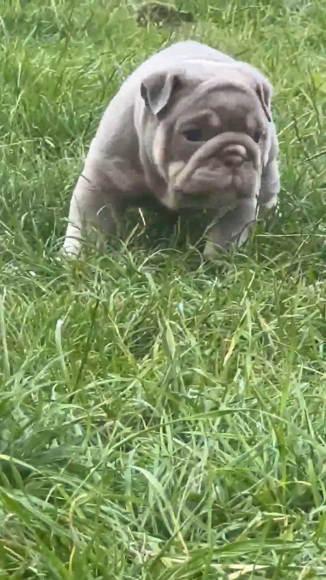 Bulldog puppy/ Buddah pups in Barnsley