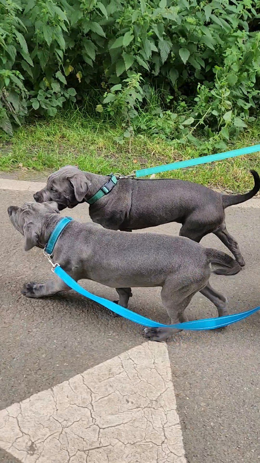 Cane Corso in Staffordshire