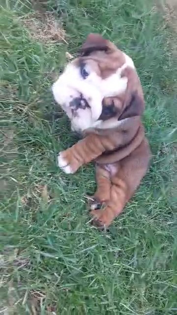 English bulldog in Rugby