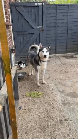 Siberian Husky For Stud PROVEN in Colchester