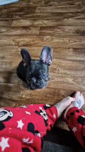 french bulldog (rocky) in Coventry