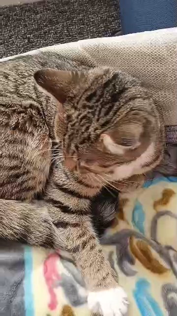 10 months old cat in London