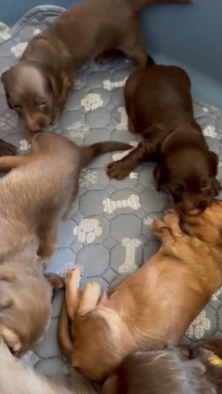 Scrumptious Long Haired Miniature Dachshunds in Manchester