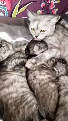 2x Persian Breed Cats in Nottingham