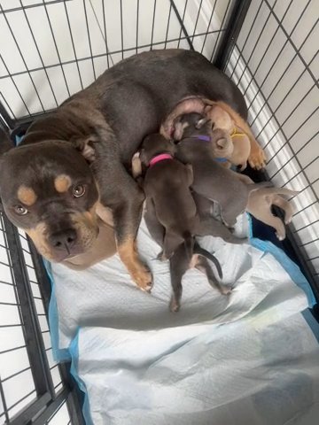 Micro/pocket Bully Puppys in County Durham