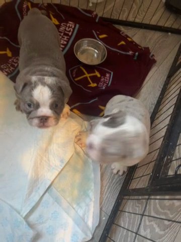 English Bulldogs in London