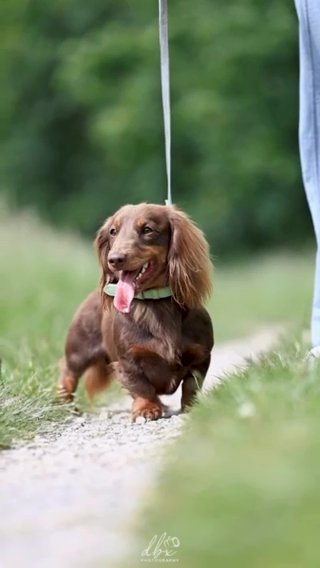 Longhaired Chocolate And Tan in North Warwickshire