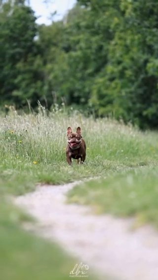 Rojo And Tan Stud in North Warwickshire